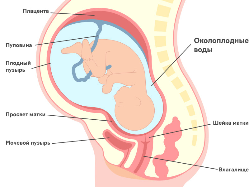 Для чего нужны околоплодные воды?