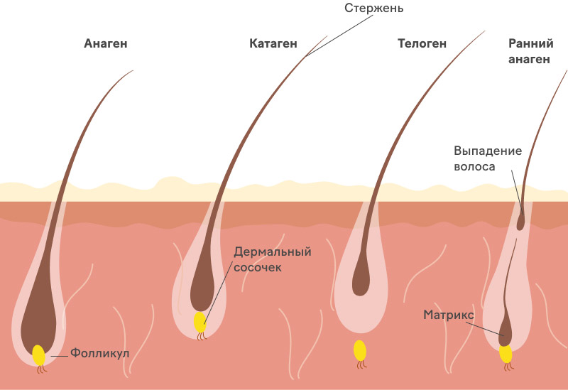 Как происходит рост и выпадение волос