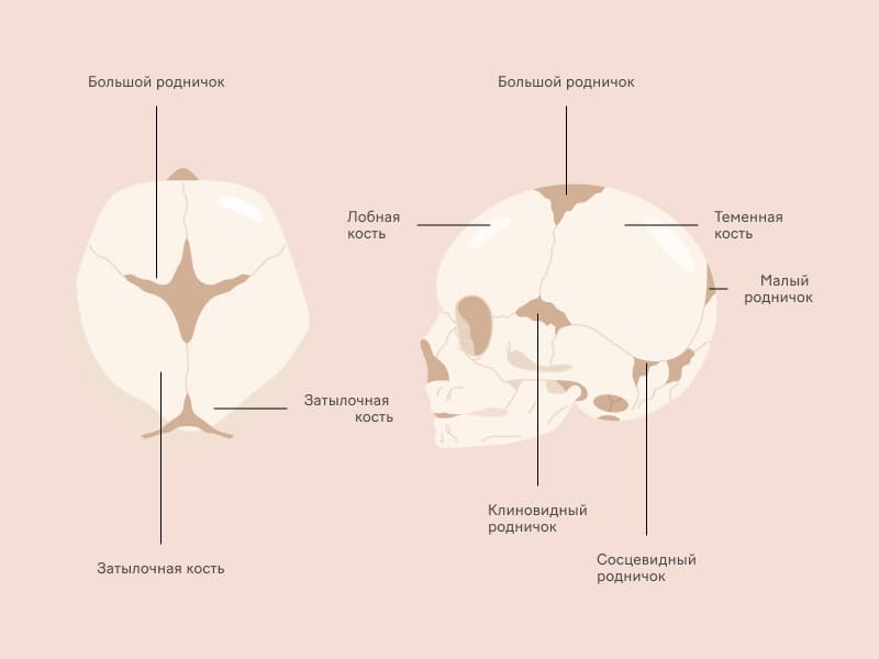 Кости черепа новорожденного